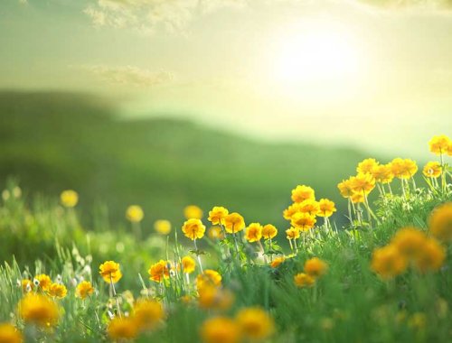 NARM™ Entwicklungstrauma