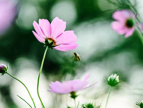 Trauma- & Körpertherapie